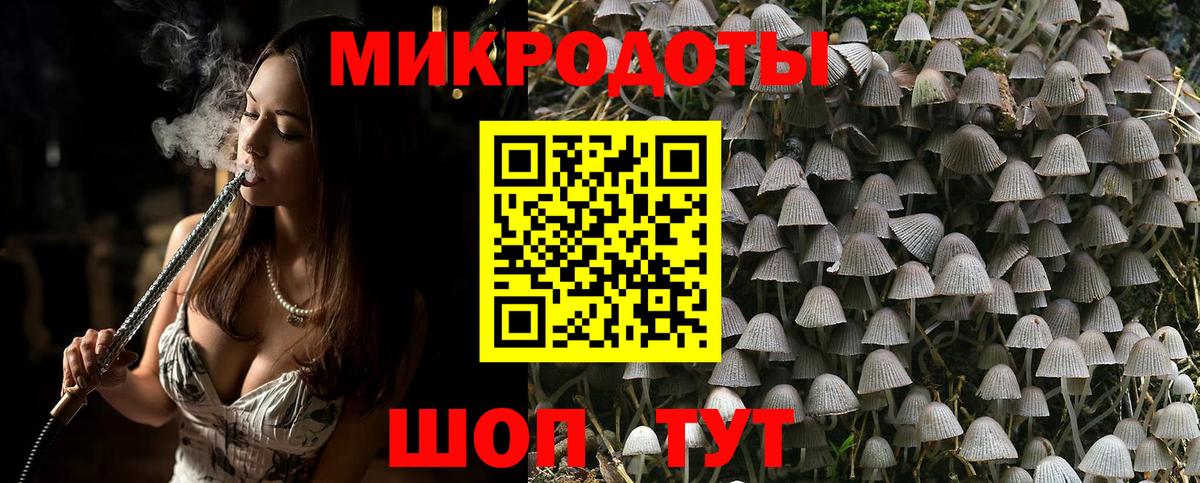 Псилоцибиновые грибы Psilocybe Советская Гавань